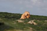 BASSET FAUVE DE BRETAGNE 023